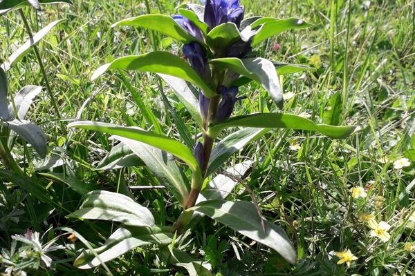 Cross gentian