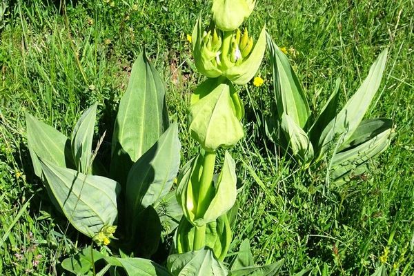 Great yellow gentian