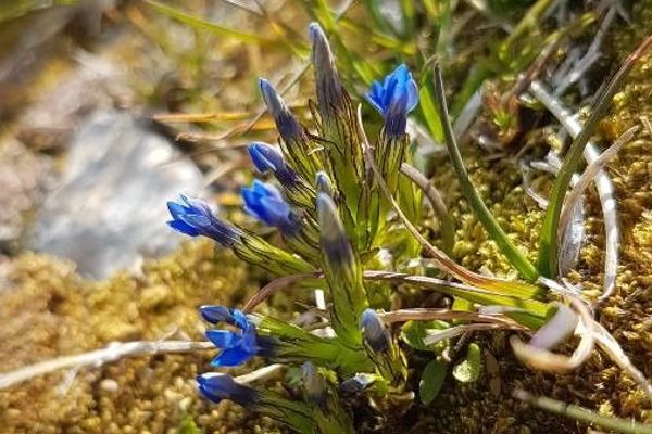 Alpine gentian