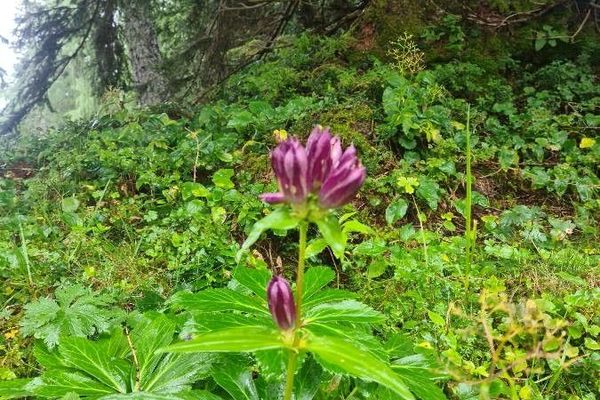 Hungarian gentian