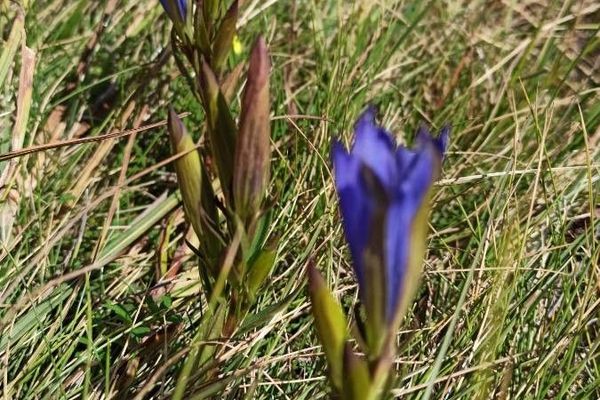 Marsh gentian