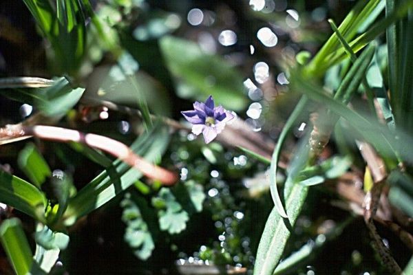Pygmy gentian