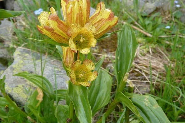 Spotted gentian