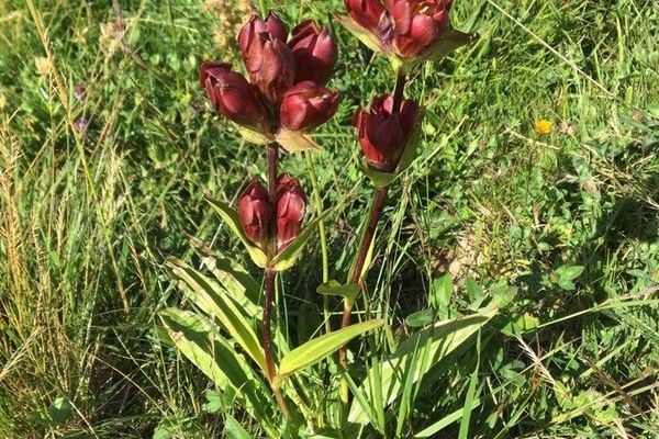 Purple gentian