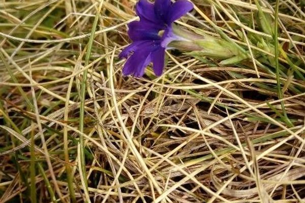 Pyrenean gentian