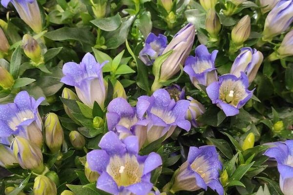 Scabrous gentian