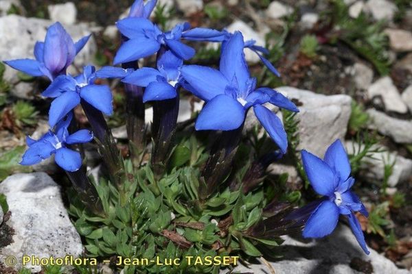 Gentiana terglouensis