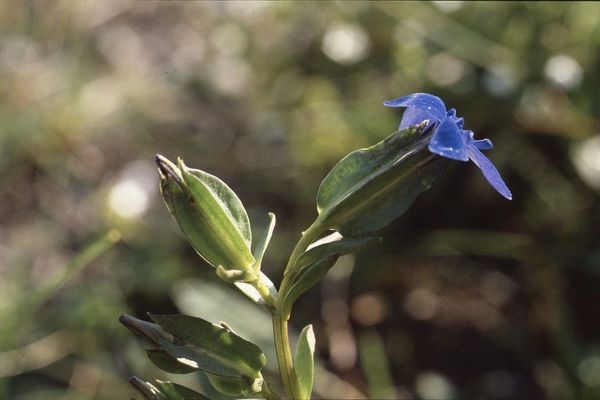 Bladder gentian