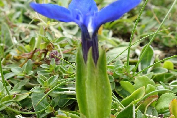 Spring gentian