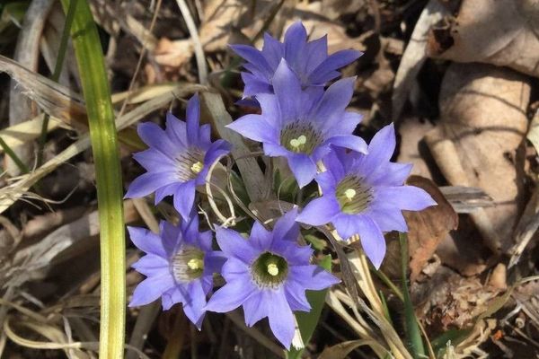 Gentiana zollingeri
