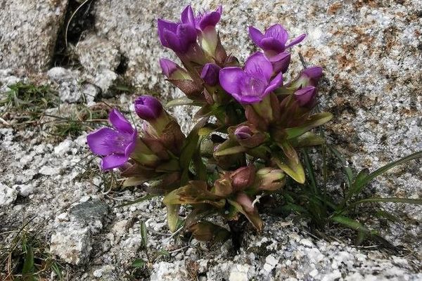 Field gentian