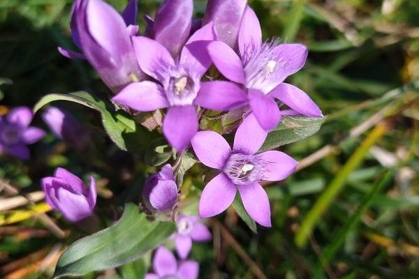 Chiltern gentian