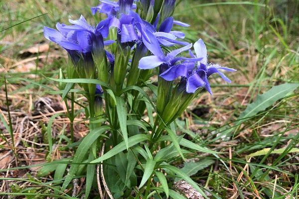 Fringed gentian