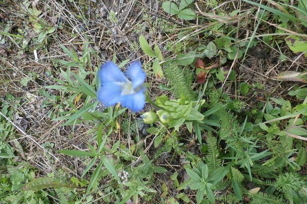 Fringed-gentian