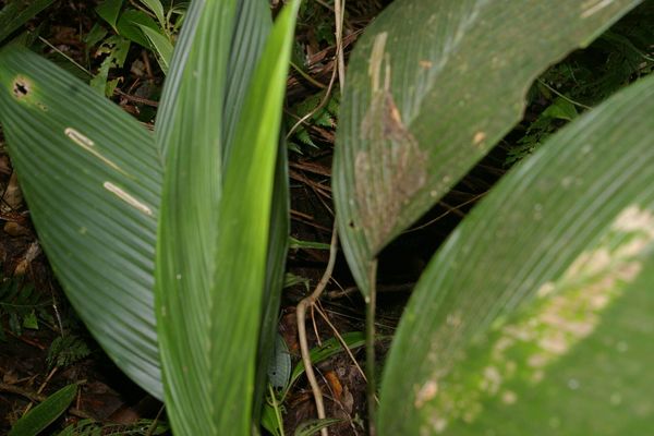 Geonoma cuneata