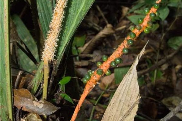 Geonoma macrostachys