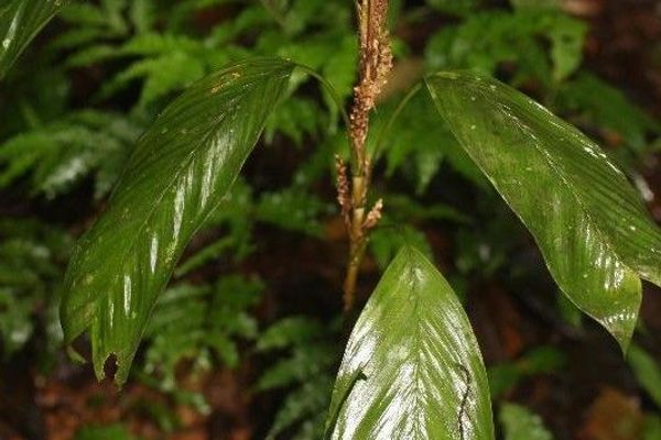 Geonoma stricta