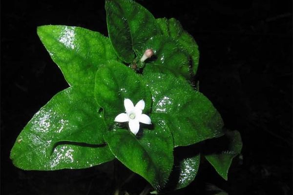 Geophila repens