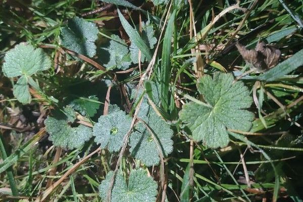 Silvery cranesbill
