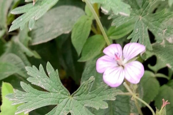 Bicknell's cranesbill