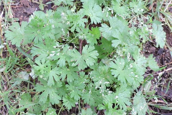 Carolina geranium