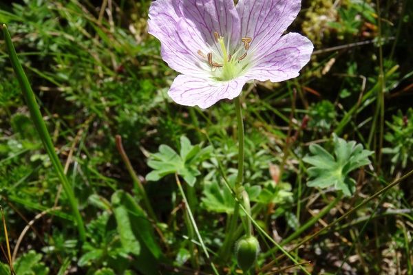 Ashy cranesbill