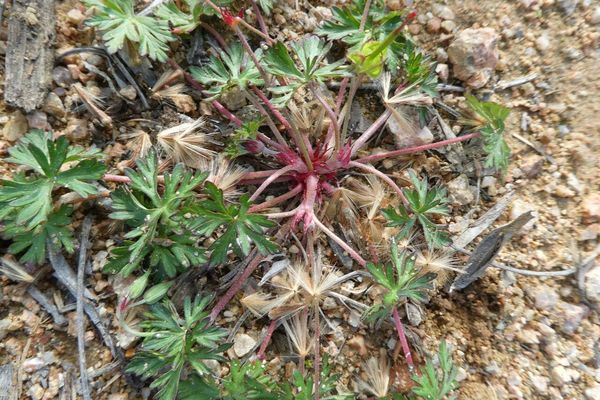 Long-stalk crane's-bill