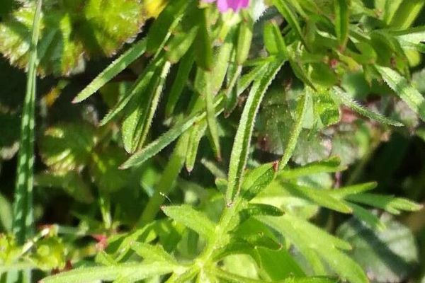 Cut-leaf crane's-bill