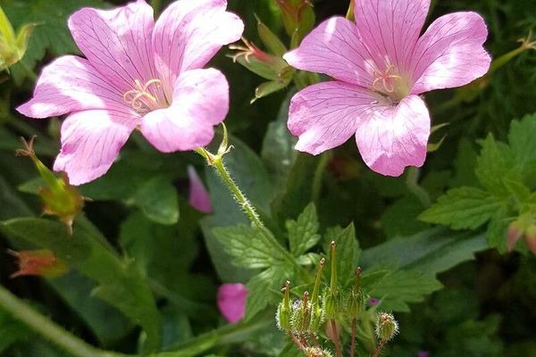 French crane's-bill