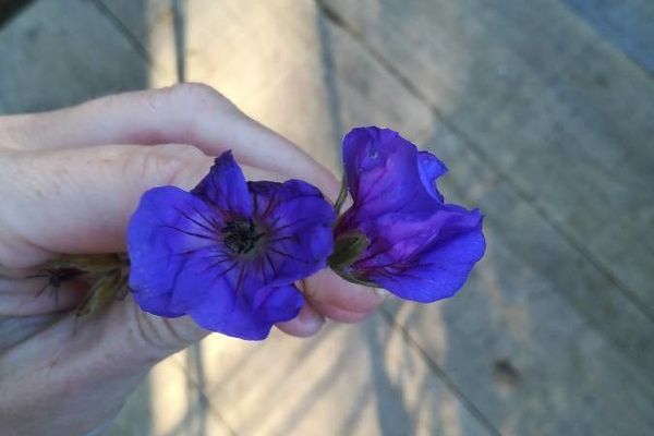 Woolly geranium