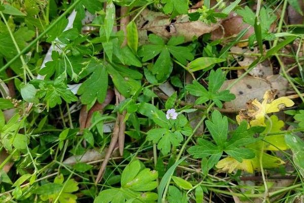 Australasian geranium