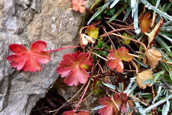 Shining crane's-bill