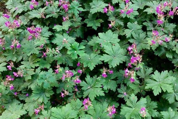 Rock crane's-bill