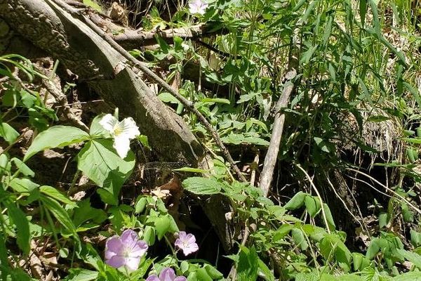 Spotted geranium