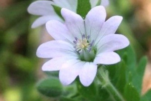Wild geranium