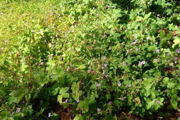 Knotted crane's-bill