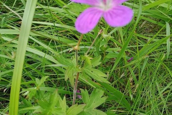 Marsh cranesbill