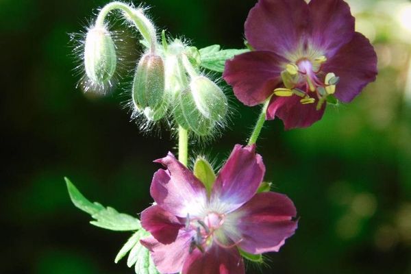 Dusky crane's-bill