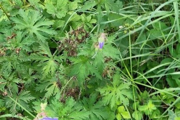 Meadow crane's-bill