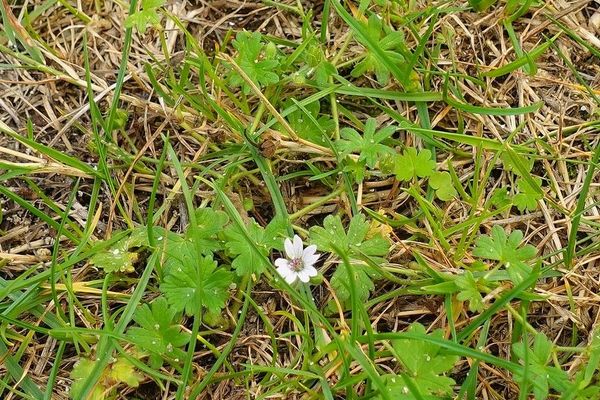 Small-flower crane's-bill