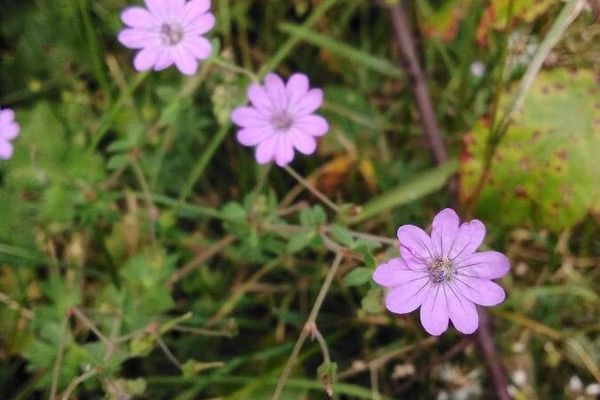Hedgerow crane's-bill