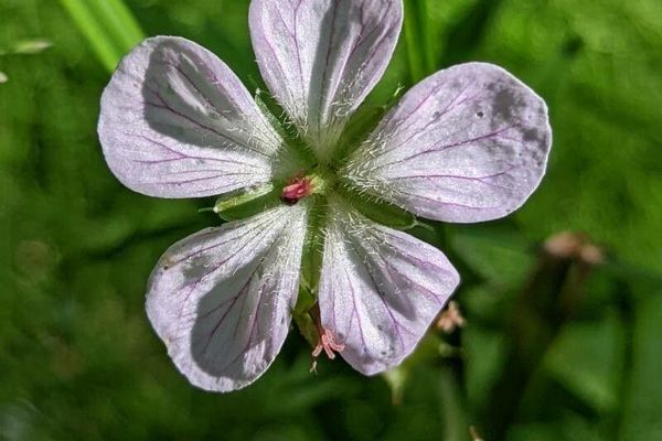 Richardson's geranium