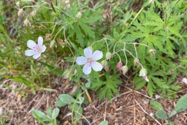 Geranium rivulare
