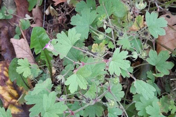 Round-leaf crane's-bill