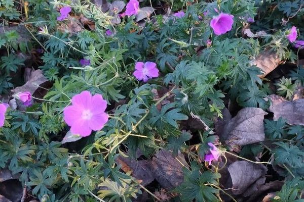 Bloody crane's-bill