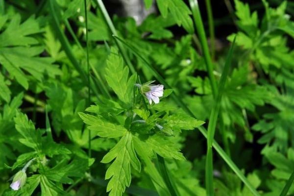 Siberian crane's-bill