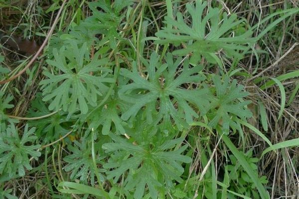 Hairy geranium