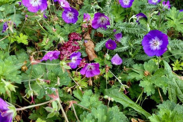 Wood crane's-bill