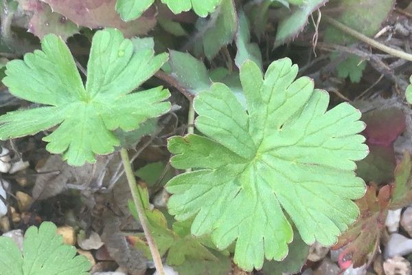 Thunberg's geranium