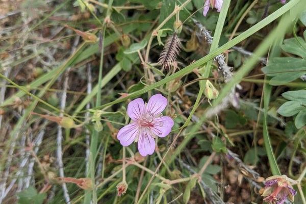 Sticky geranium